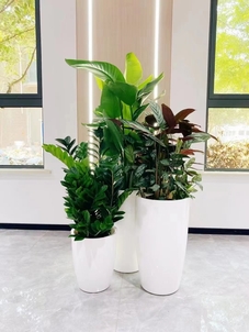 北仑植物租摆专业团队，定制专属绿色景观